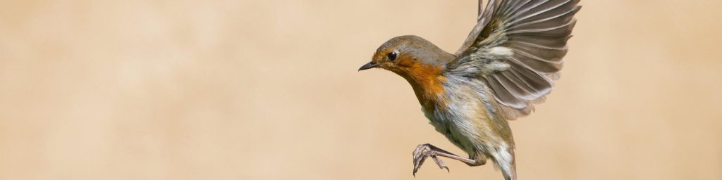 Lancashire Wildlife Trust - Robin